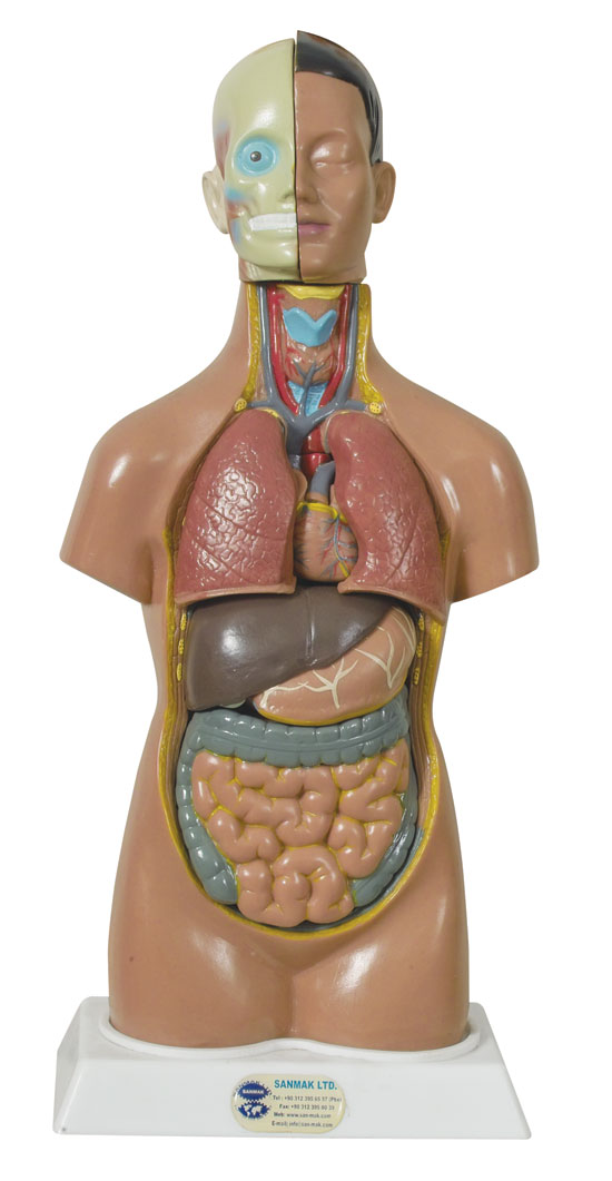 İnsan Vücudu Modeli